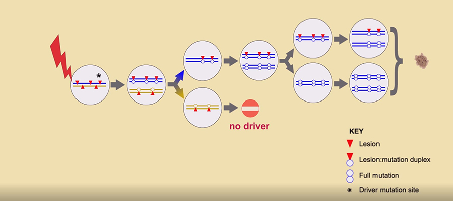 Screenshot of Martin Taylors Cancer study animation