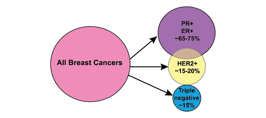 Frequency of breast cancers with respect to the status of estrogen receptor (ER), human epidermal growth factor receptor 2 (HER2) and progesterone receptor (PR).