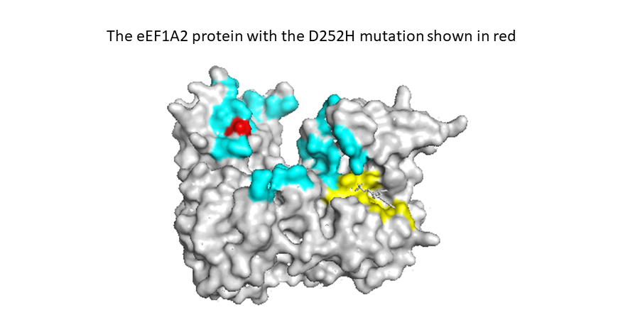 eEF1A2 protein with D252H mutation