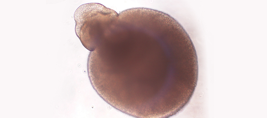 derived-organoid-optic-