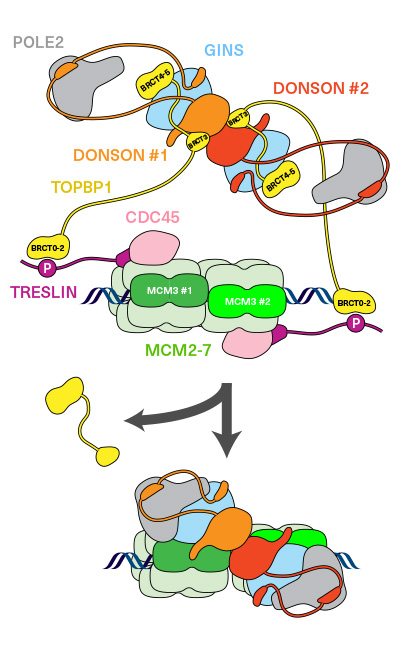 DNA replication initiation