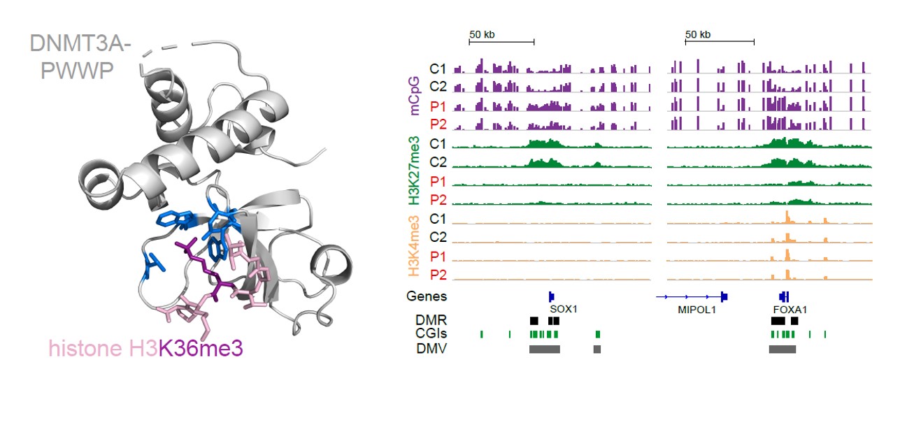 DNMT3A molecular structure and binding