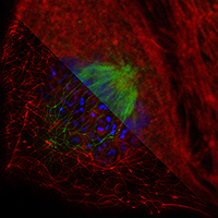 Super-resolution image of a cell acquired using ESRIC facliities