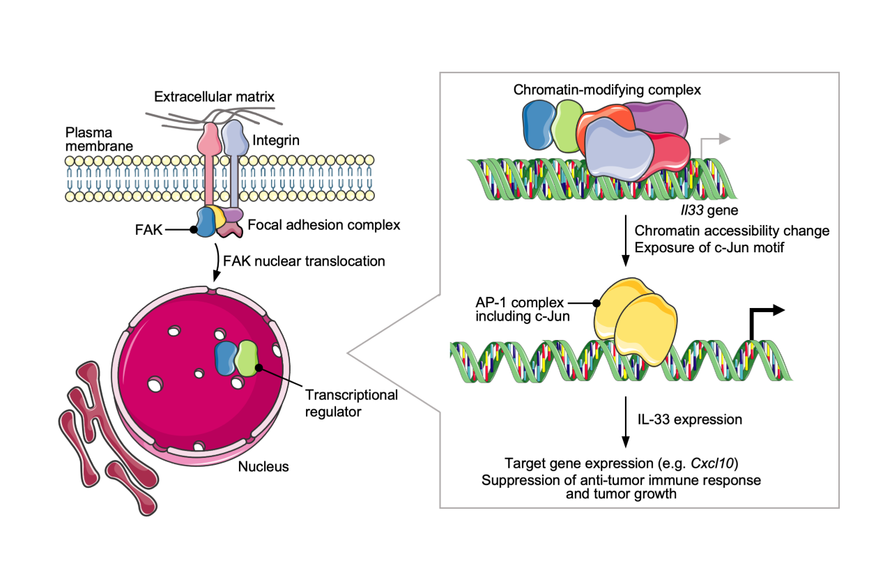 Schematic model illustrating regulation of IL-33 expression by FAK.