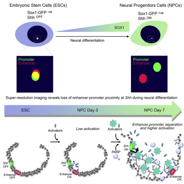 graphical abstract of enchancer-gene communication