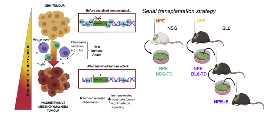 Graphical abstract and serial transplantation strategy of the work published in “Cell”