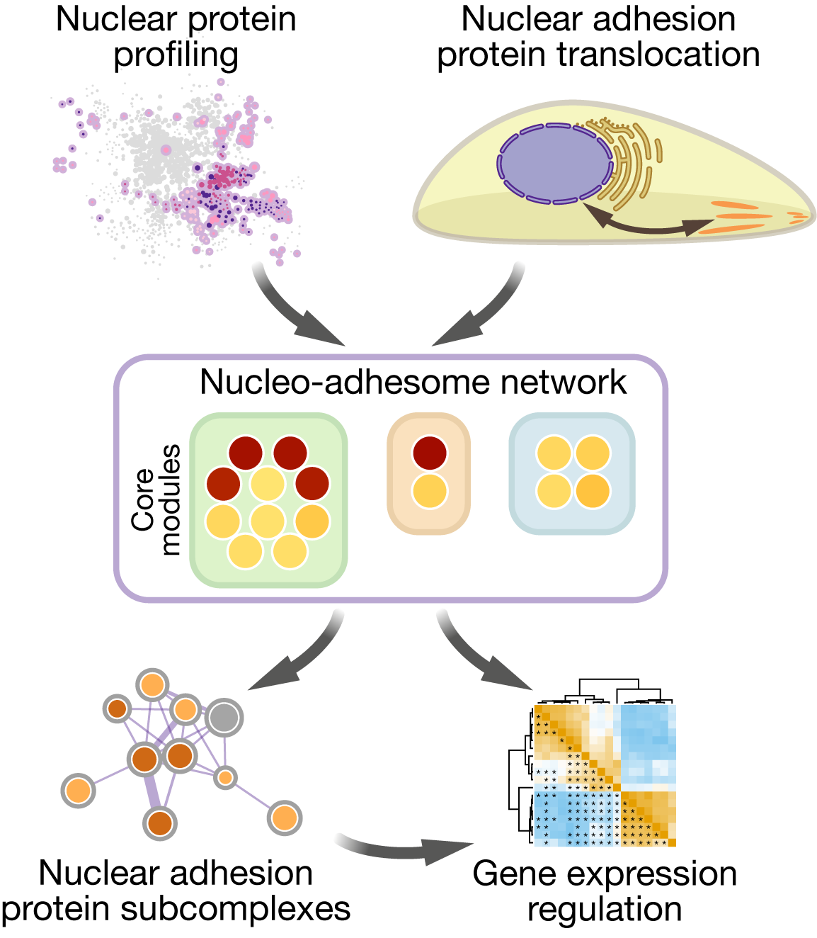 Graphical abstract of the published in Nature Communications (Byron A et al. Nat Commun. 2022;13:3053). Image credit: A. Byron.