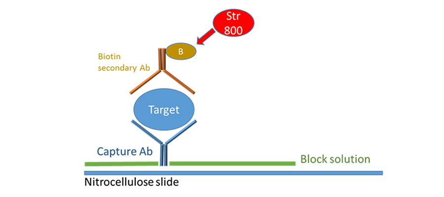 Forward Phase Antibody Microarrays