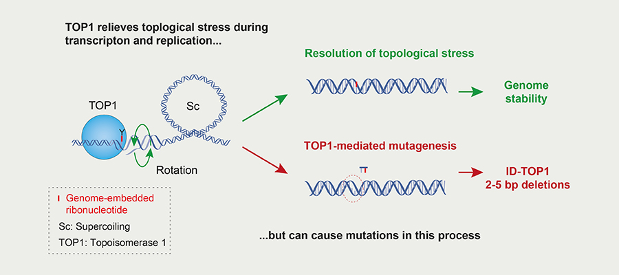 Figure 1. Title: Top relieves toplogical stress during transcription and replication