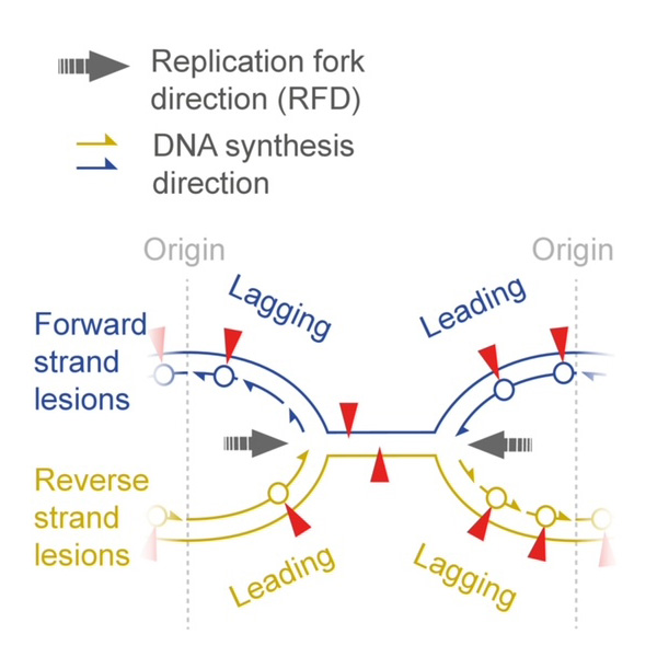 Research findings could guide treatment which minimises mutations