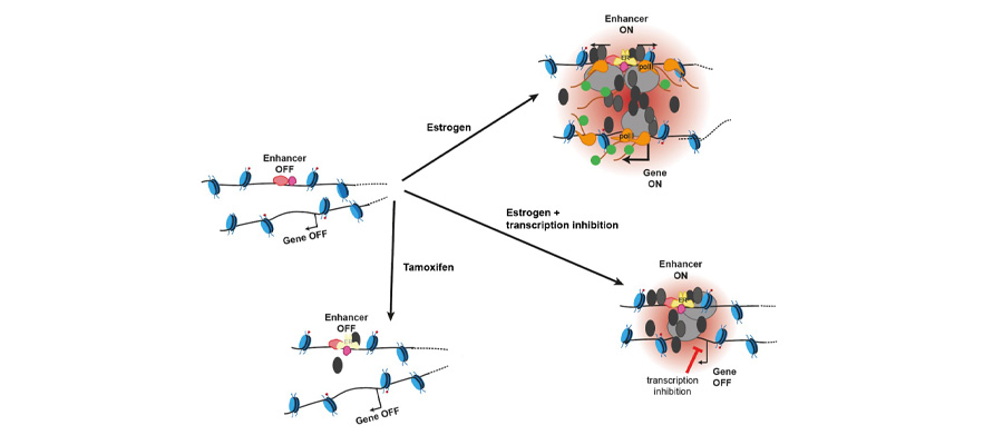 Model for enhancer-gene communication during the response to oestrogen, but not to tamoxifen, leading to increased protein bridging but loss of spatial enhancer-promoter proximity during transcriptional activation