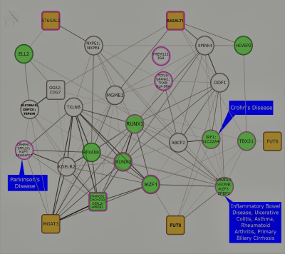 Functional network of loci associated with IgG N-glycosylation