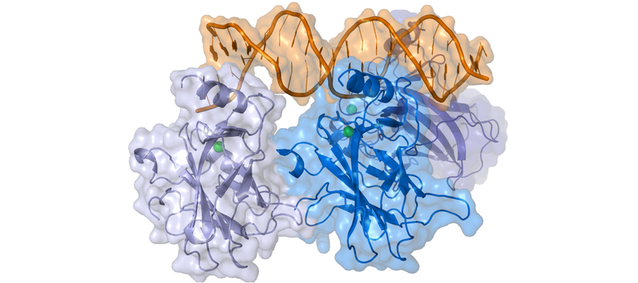 Representation of a complex between DNA and the protein p53 (By Thomas Splettstoesser [CC BY-SA 3.0]).