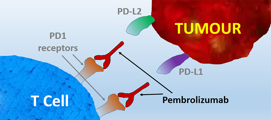 Pembrolizumab (Keytruda) prevents PD‑L1 and PD‑L2 ligand proteins on tumour cells from binding with PD⁠-⁠1 receptors on T cells 