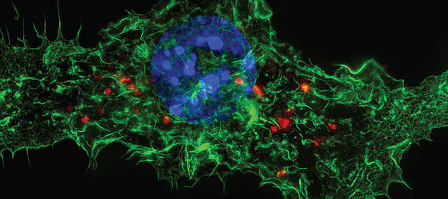 Cancer Research UK Edinburgh Centre: imaging (ESRIC)