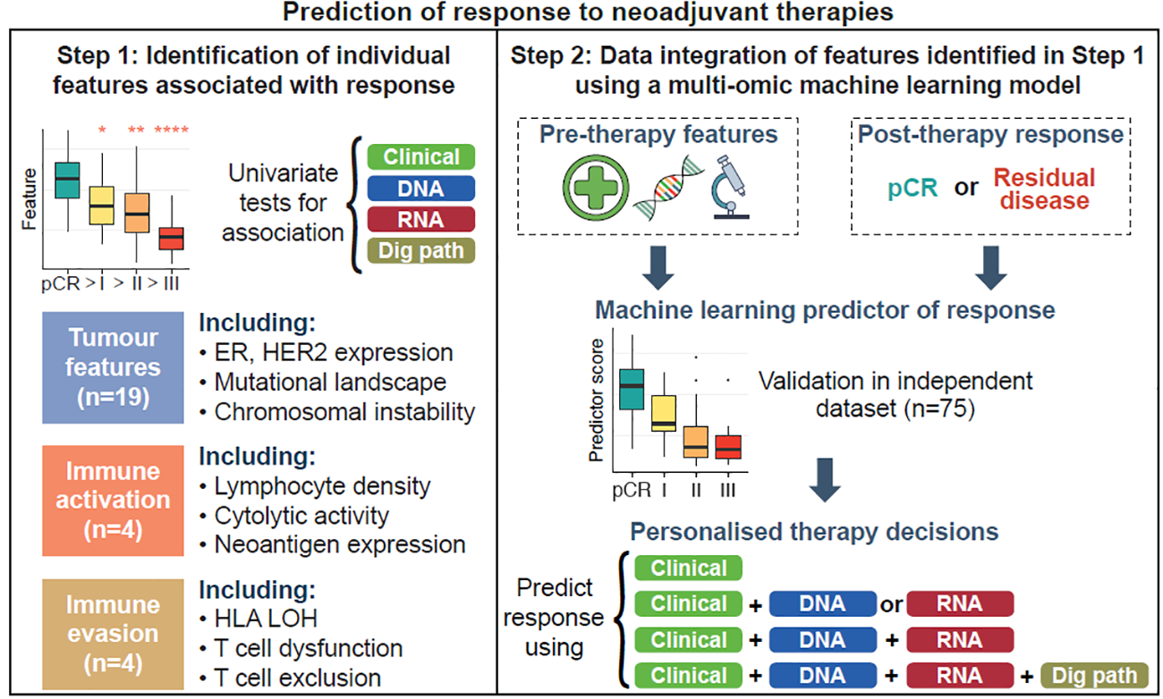 Schematic: prediction of response to neoadjuvant therapies