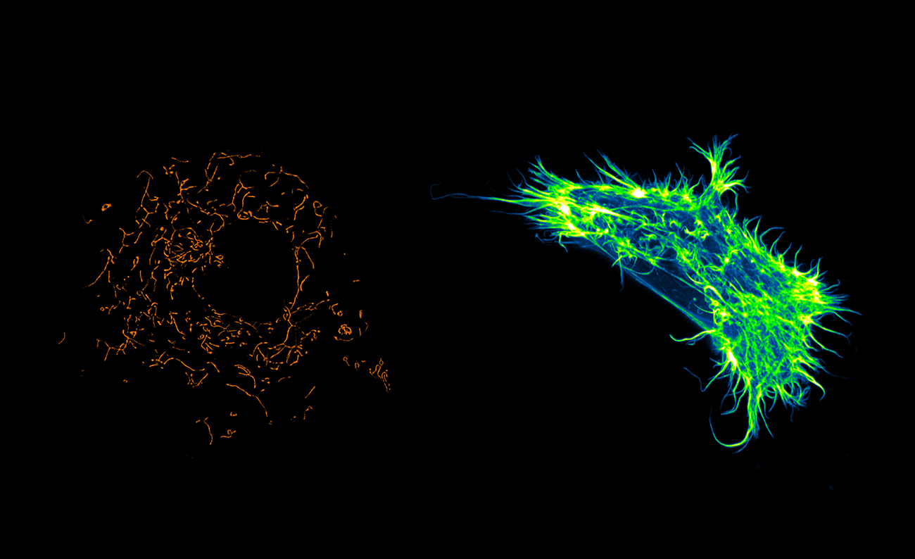 ESRIC science microscope imaging