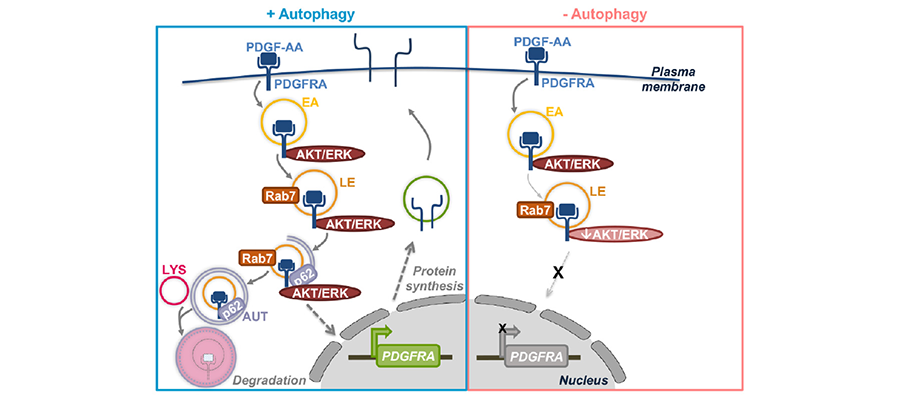 Graphical abstract of the study by Simpson et al.