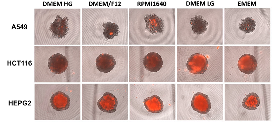 Image showing different types of cancer cells grown as spheroids in various cell culture media (for details see Peirsman et al. 