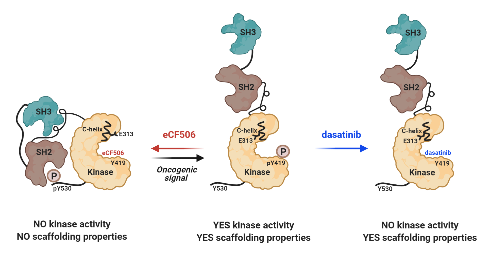 Mechanism of action of eCF506 SRC inhibitor.