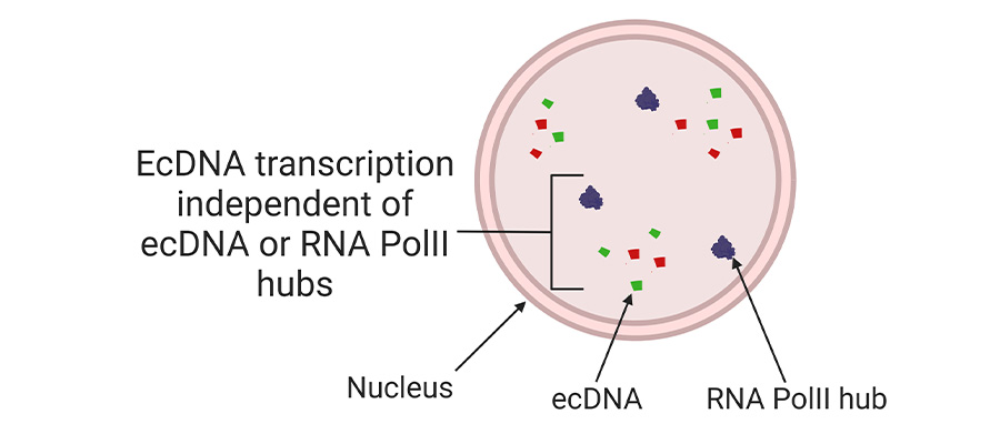 Oncogene expression from extrachromosomal DNA is driven by copy number amplification and does not require spatial clustering in glioblastoma stem cells