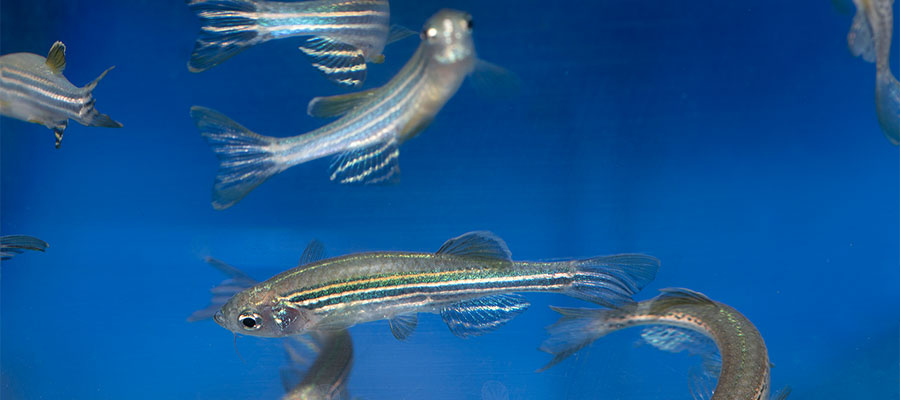 Zebrafish