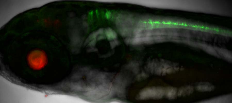 Zebrafish - disease-associated mutation on the function of regulatory elements